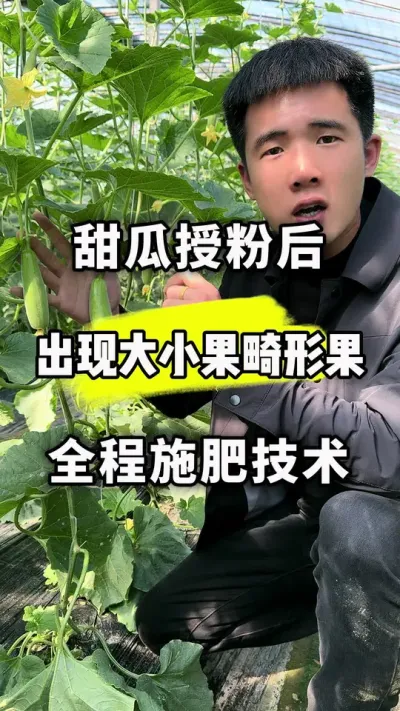 甜瓜授粉后，出现大小果畸形果，一定是授粉环节出了问题！ #分享农业知识帮农民增产增收 #抖音春光正当时 #甜瓜授粉加神话