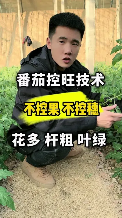 越冬茬番茄控旺技术，不控果，不控穗，记住下面几个阶段！ #关注我每天为你分享更多农业知识 #抖音有年味 #每天分享农业知识