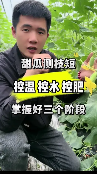 甜瓜侧枝短，控温，控水要控肥！ #关注我每天为你分享更多农业知识 #甜瓜种植技术 #良田神话