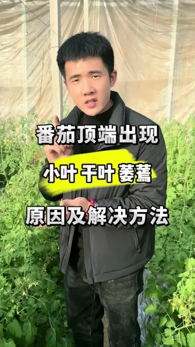 番茄顶端叶片干枯，小叶！授粉时要注意！ #关注我每天为你分享更多农业知识 #分享农业知识帮农民增产增收 #抖音春节不打烊