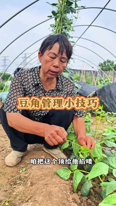 你种的豆角结的多吗？怎么样管理结的多呢？赶紧收藏起来吧！#三农 #豆角 #豆角种植 #蔬菜种植 #蔬菜杨大姐 @DOU+上热门 @抖音创作小助手 @