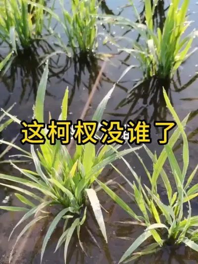这柯杈没谁了 #分享农业知识帮农民增产增收  #三农  #水稻种植  #农业种植