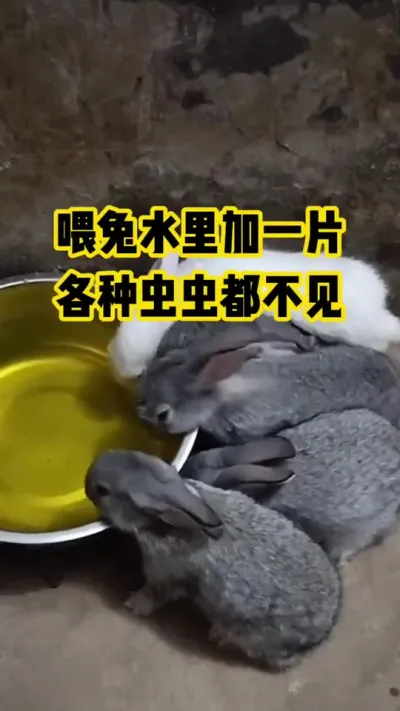 喂兔水里加一片，各种虫虫都不见#抖音三农#养殖养兔