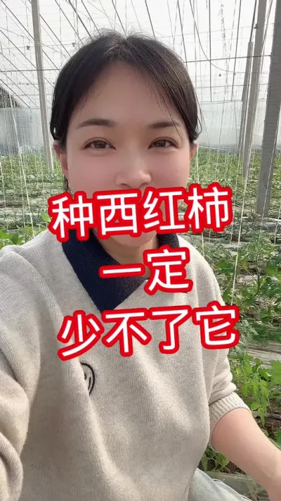 #记录我的种植生活 #西红柿种植 #硼肥 不能少 点个关注 互相学习吧@抖音小助手