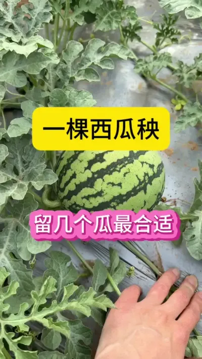 #种植技术 #抖音助农在行动 #抖音三农热点