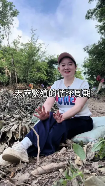 天麻繁殖的循环周期 #三农 #抖音新农人 #助力三农 @抖音小助手