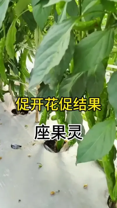 促开促结果座果灵 #三农 #农业 #辣椒种植
