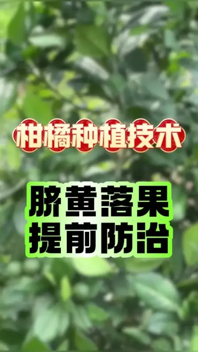 #dou上热门 脐黄落果注意防治 #柑橘种植 #农业种植 #新农人计划2025