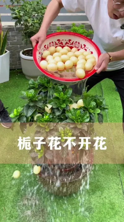 栀子花发芽少，不爱开花怎么养#栀子花 #花卉绿植 #养花小知识