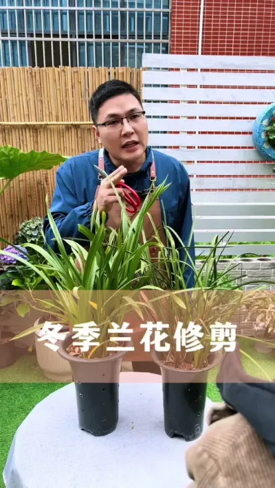 冬天修剪兰花的正确方法#兰花 #花卉绿植 #养花小知识