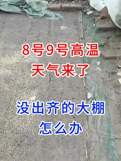 8号9号高温天气来了，没出齐的大棚怎么办？ #水稻种植技术  #分享农业知识帮农民增产增收  #农业种植  #寒地水稻种植