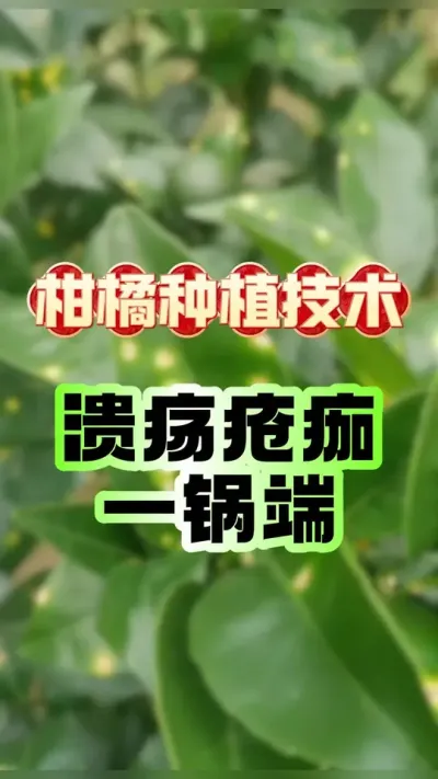 柑橘疮痂、溃疡病一锅端 #柑橘种植 #农业种植 #农技推广 #新农人计划 #病虫害防治