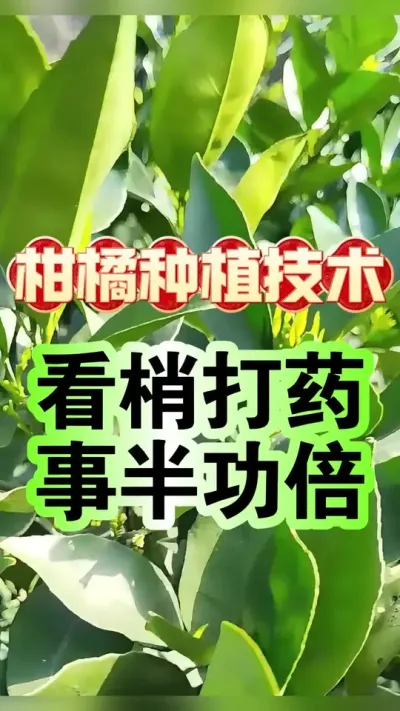 #dou上热门 🌿【柑橘老农绝招：看梢打药三步走，虫子一打全跑光！】#柑橘种植 #增产增收才是硬道理 #科学用药 #沃柑