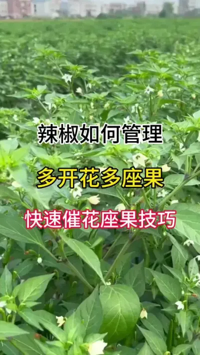 辣椒如何管理，多开花多座果，快速催花座果技巧 #三农#辣椒种植技术 #农业种植