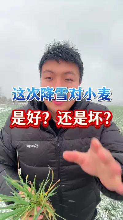 这次降雪对小麦影响，是好还是坏？ #小麦种植 #传播农业小知识 #种植小技巧 #倒春寒