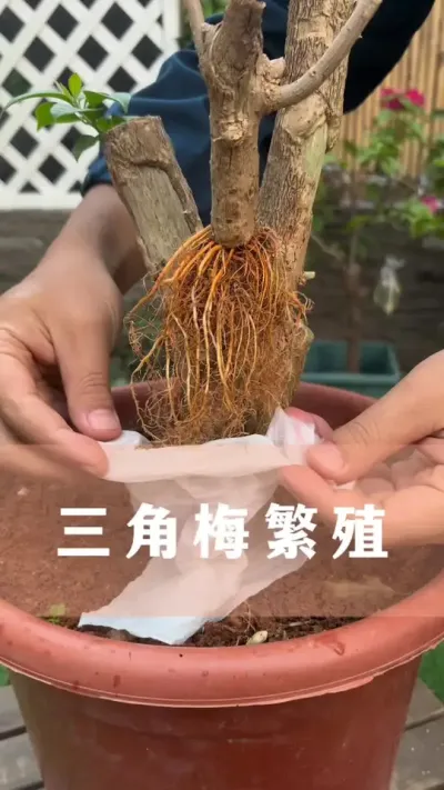 用纸巾繁殖三角梅#三角梅 #花卉绿植 #养花小知识 #分享养花经验