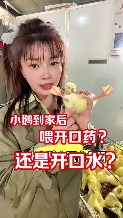 鹅苗到家第一天，需要开口药吗？#农村创业养殖 #养鹅人 #养鹅技术分享