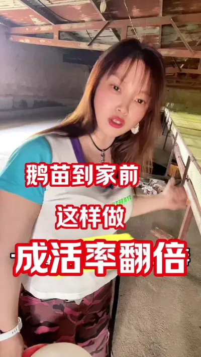 小鹅成活率翻倍～进苗前必须做对这些事#养鹅人 #养鹅技术分享 #农村创业养殖 #每天分享养殖技术和经验 #鹅苗