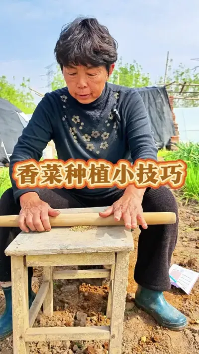 香菜可以种了，怎样种植发芽快呢#香菜种植  #香菜 #三农 #蔬菜种植 #蔬菜杨大姐 @DOU+小助手 @DOU+上热门 @抖音创作小助手