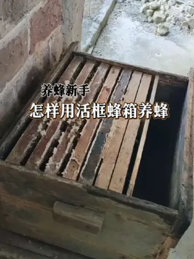 养蜂新手怎样用活框蜂箱养蜂 记录了一个养蜂新手从诱蜂，收蜂，养蜂，到收获蜂蜜的过程#蜜蜂养殖 #我的乡村生活 #新农人计划2025