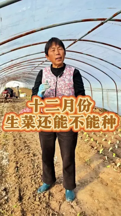 十二月份还能种生菜吗？#三农 #生菜 #蔬菜种植 #四季生菜种子 #生菜种植 @DOU+上热门 @抖音创作小助手 @DOU+小助手