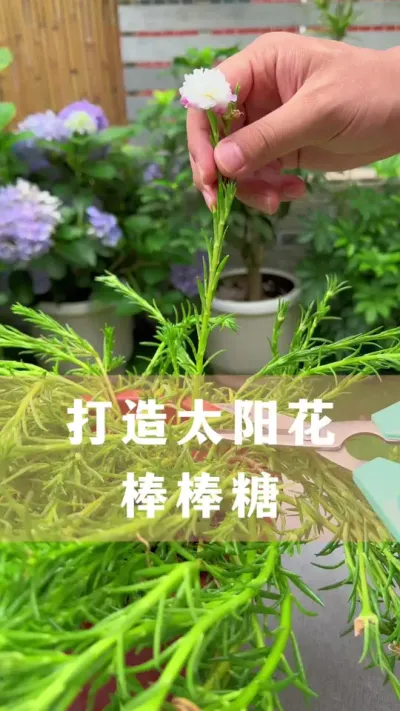 如何养出一棵太阳花棒棒糖#花卉绿植 #养花小知识 #分享养花经验