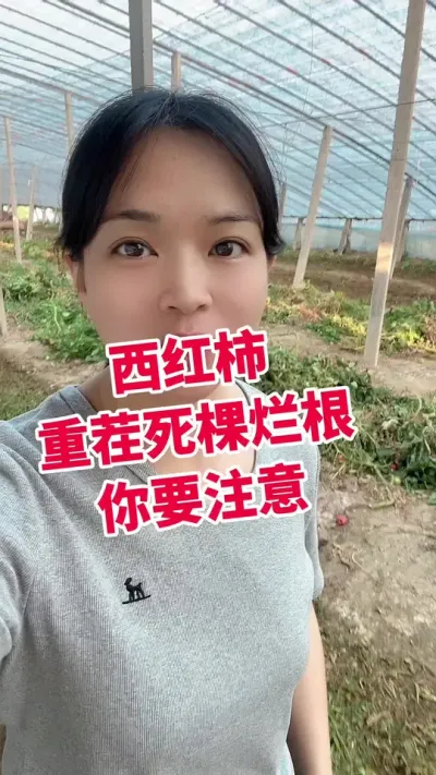 #西红柿种植#大棚种植#我的种植生活  点个关注 #闷棚互相学习吧 @抖音小助手