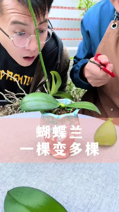 蝴蝶兰一棵变多棵的方法#蝴蝶兰 #花卉绿植 #养花小知识