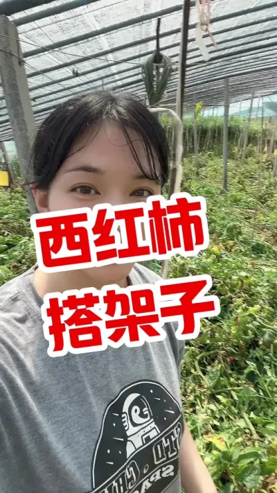 #西红柿种植 #大棚西红柿 #闷棚  点个关注 互相学习吧@抖音小助手