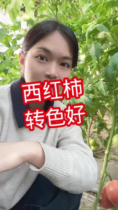 #西红柿种植#大棚种植 #我的种植生活  点个关注互相学习吧@抖音小助手