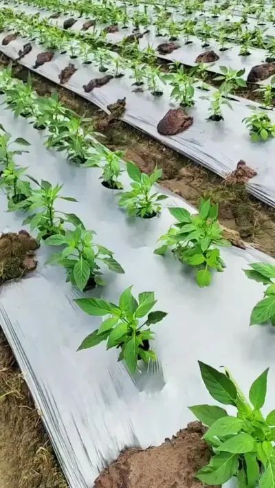 不管你的辣椒是黄叶卷叶，还是涨势缓慢，开花少不做果等问题，都可以用这个#三农 #农业种植 #辣椒种植