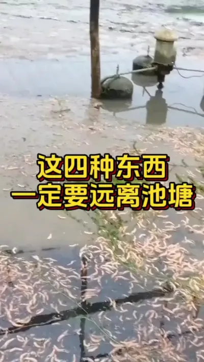这四种定西一定要远离#水产人 #养虾人 #小棚养虾 #南美白对虾 #水产养殖
