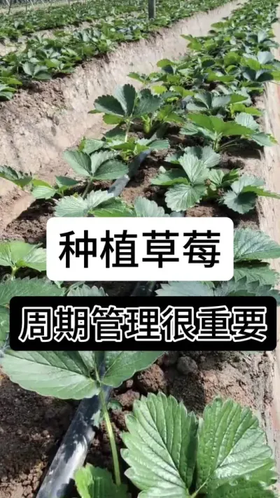 种植草莓周期管理很重要#草莓种植管理技术和方法 #分享农业知识帮农民增产增收 #草莓种植 #草莓种植方法 #草莓种植基地