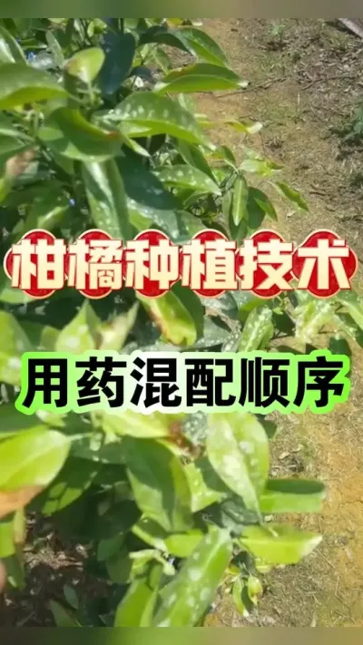 柑橘农药混配顺序直接影响防效。🍊今天和大家聊一个直接影响柑橘防效的关键技术&mdash;&mdash;农药混配顺序。很多老师傅以为打药就是把几种农药倒进水里搅一搅，结果发现防效差还烧叶，其实问题就出在混配步骤上。 📜黄金法则