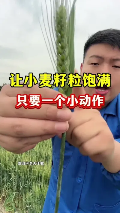 让小麦籽粒饱满，只要一个小动作！ #小麦种植 #种植小技巧 #传播农业小知识 #小麦膨大剂