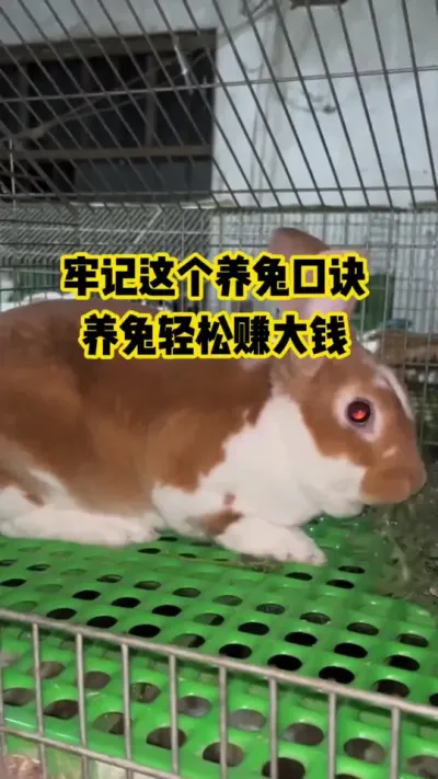 牢记这个养兔口诀，养兔轻松赚大钱#抖音三农#养殖#养兔