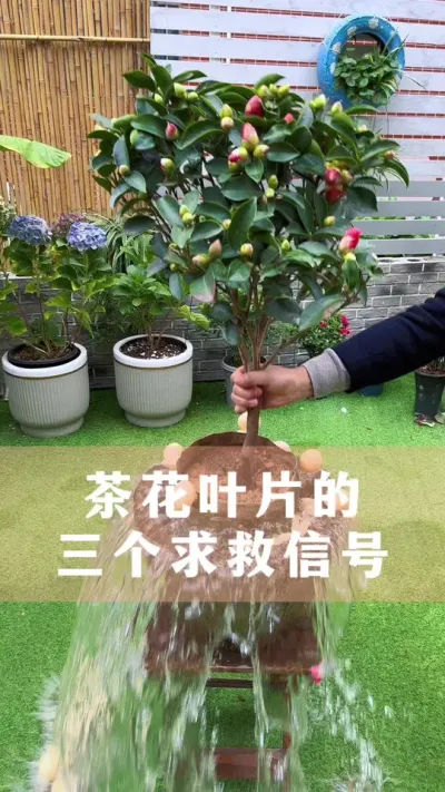 茶花叶片的三个&ldquo;求救信号&rdquo;#茶花 #花卉绿植 #养花小知识 #爱生活爱养花