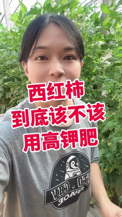 #西红柿种植#高钾肥#大棚西红柿#番茄种植 点个关注 互相学习吧@抖音小助手