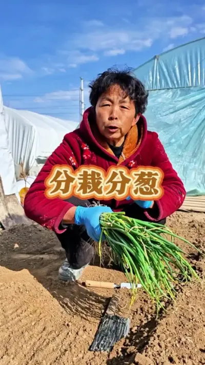 小分葱分栽小技巧！#种小葱方法 #分葱 #分葱种植 #三农 #蔬菜杨大姐 @DOU+小助手 @DOU+上热门 @抖音创作小助手