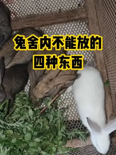 兔舍内不能放的，几种东西#抖音三农#养殖#养兔