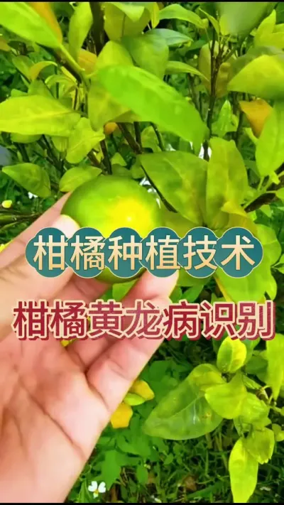#上热门   柑橘黄龙病识别 #柑橘种植 #果树得黄龙病的症状 #抖音助农