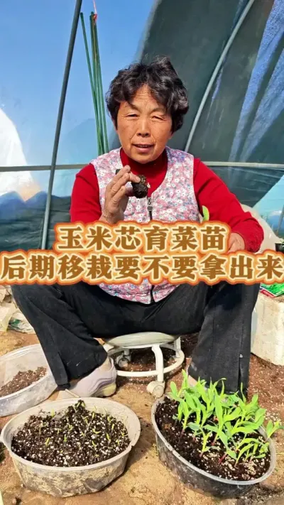 玉米芯育出来的苗子后期移栽的时候不用去掉，直接连带玉米芯一起移栽，后期玉米芯就腐烂转化为有机质！#玉米种植 #玉米芯育苗 #玉米芯 #三农 #蔬菜杨大姐 @DOU+小助手 @DOU+上热门 @@抖音创