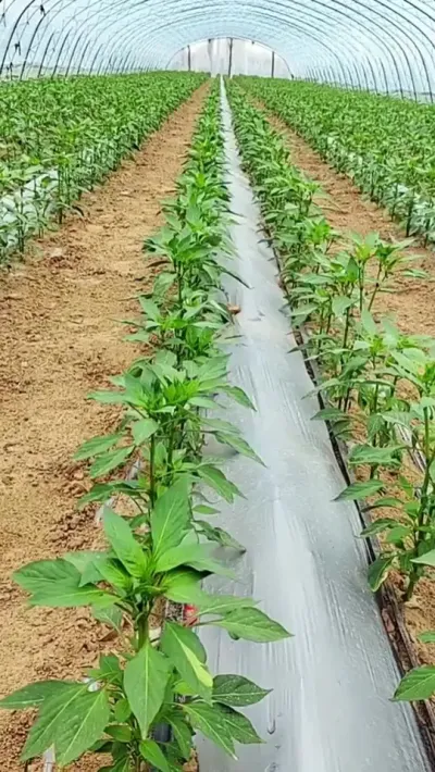不管你的辣椒是黄叶卷叶，还是涨势缓慢，开花少不做果等问题，都可以用这个 #辣椒 #三农 #农业种植