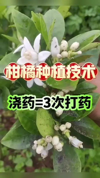 #dou上热门 为什么每年柑橘夏梢期虫害总是防不胜防？#柑橘种植 #沃柑 #增产增收才是硬道理 #农业技术