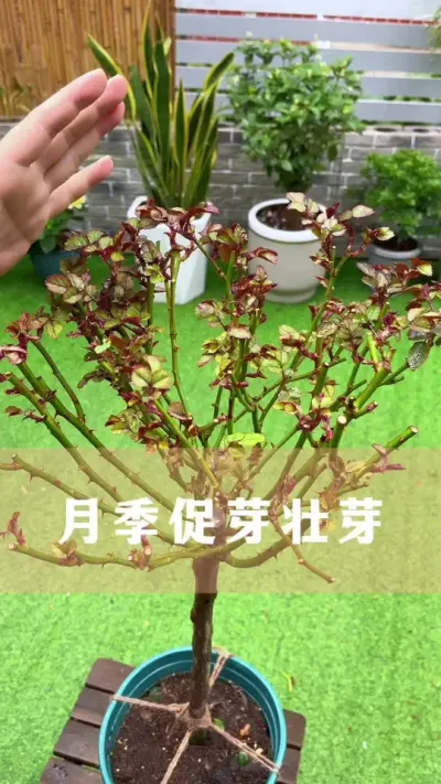 月季促芽壮芽的方法#月季 #花卉绿植 #养花小知识