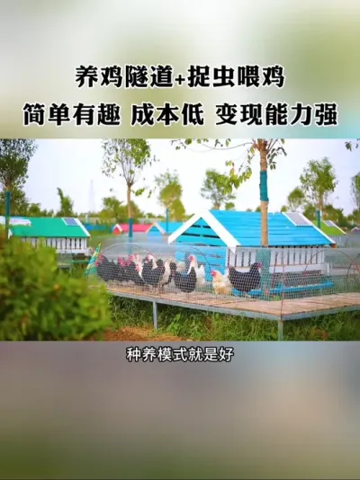 养鸡隧道结合捉虫喂鸡，成本低，简单有趣，占地空间不大，但变现能力很强，玩法值得借鉴！#农场 #新农人 #亲子农场 #休闲农业 #农庄