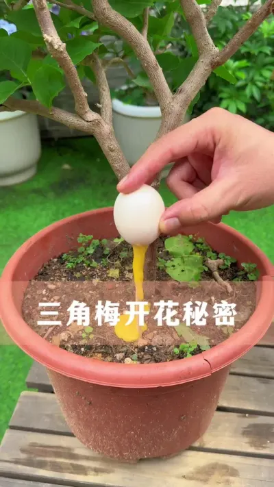 三角梅开花的秘密#三角梅 #养花小知识 #花卉绿植 #分享养花经验