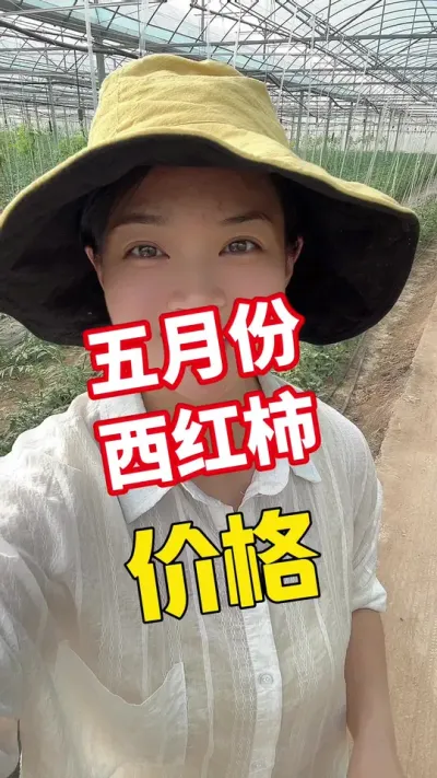 #西红柿种植 #西红柿价格#记录我的种植生活  点个关注 互相学习吧@抖音小助手