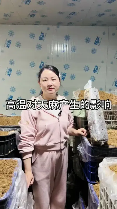 高温对天麻产生的影响 #农特产品 #新农人计划 #天麻种植 @抖音小助手