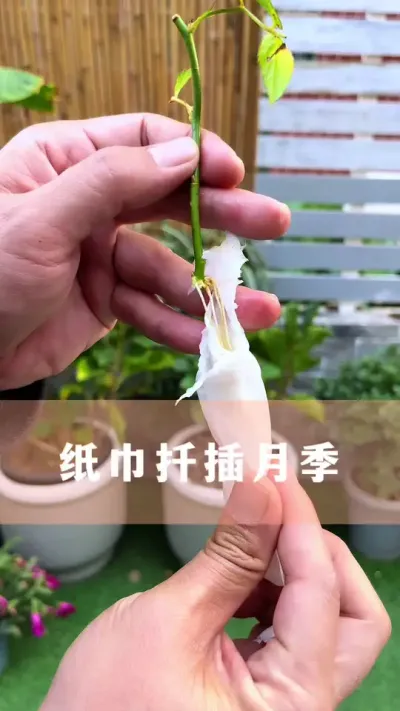月季扦插新方法#月季 #扦插 #养花小知识 #分享养花经验